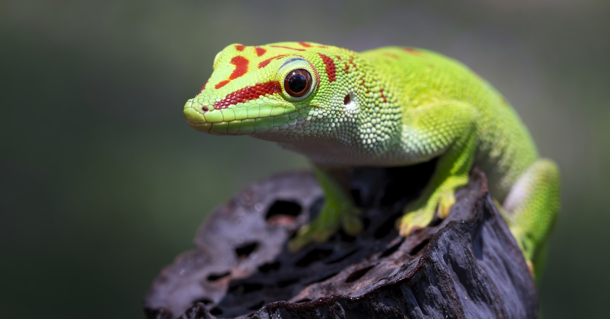 10 Fun Facts You Didn't Know About Geckos